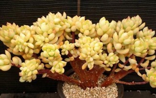 黃麗的栽培技術(shù)，生長(zhǎng)適溫為15-28℃左右