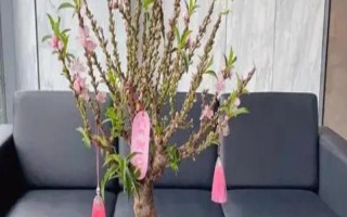 蟠桃樹盆栽能在室內(nèi)栽嗎，可以但是不推薦