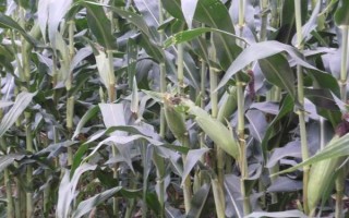 粵甜16號玉米種子簡介，秋植全生育期75~78天