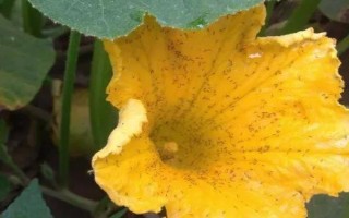 啶蟲脒的使用方法和用量，可防治蔬菜、棗、蘋果樹上的蚜蟲
