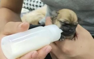 幼犬30天斷奶后吃什么東西，建議喂食寵物專(zhuān)用的羊奶粉