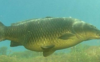 5號白狐鉤與幾號伊勢尼鉤相當(dāng)，尺寸大約相當(dāng)于6號伊勢尼鉤
