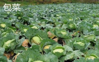 包菜可以保存多久，放入冰箱冷藏室可以保存一個多月