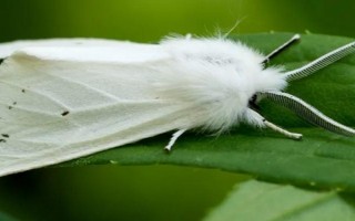 美國白蛾相關(guān)介紹，一生會經(jīng)歷蟲卵、幼蟲、蟲蛹、成蟲這4個時期