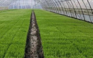 怎么栽培菖蒲，初期主施氮肥、生長季節(jié)可粗放管理