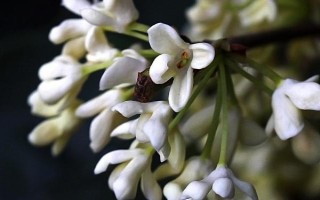 桂花有哪幾種顏色，有金黃色、黃白色、橙紅色和白色