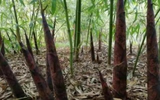 竹筍多久澆一次水，不同季節(jié)的澆水頻率不同