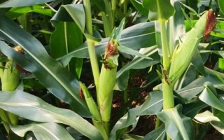 現(xiàn)代978玉米種子簡(jiǎn)介，黃淮海夏玉米6月上中旬播種