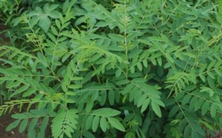 農(nóng)村熱門的藥材種植項(xiàng)目，枸杞的產(chǎn)量一般更加穩(wěn)定
