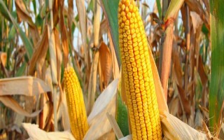 鼎晟988玉米種子特征特性，放赤眼蜂防治玉米螟蟲