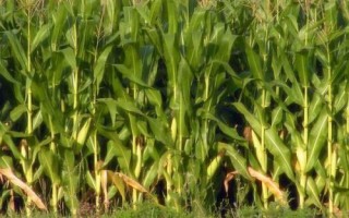 鏡泊湖綠單6號(hào)玉米種子特點(diǎn)，普通玉米品種