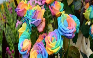 彩虹玫瑰的花語，花語為浪漫、夢幻、幸福等