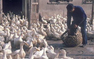 養(yǎng)殖戶對于飼料成本與飼養(yǎng)成本的誤區(qū)，飼料成本越低越好是一種錯誤的想法