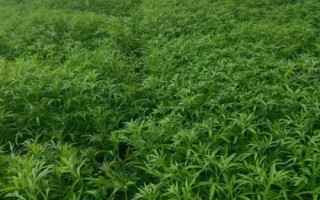 蘆蒿怎么種植，選用良種可提高產(chǎn)量
