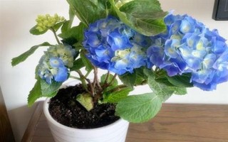 無盡夏花期能施肥嗎，無盡夏花期不可施肥