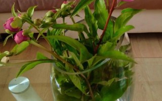 水培芍藥可以養(yǎng)多久，養(yǎng)護的好可以養(yǎng)護一周左右