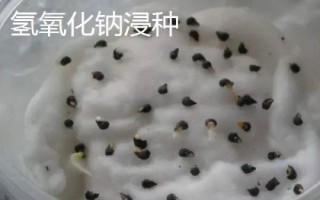 十個蔬菜藥劑浸種方法，浸泡時間多為半小時