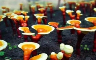 靈芝生長需要什么環(huán)境，溫度要達(dá)到25-30℃