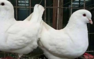 元寶鴿子的養(yǎng)殖方法，以植物種子為主食