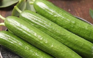 水果黃瓜的種植方法，定植5-7天后要澆緩苗水