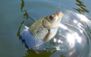 3號(hào)溪流鉤適合釣鯽魚嗎，2兩至3兩的適合