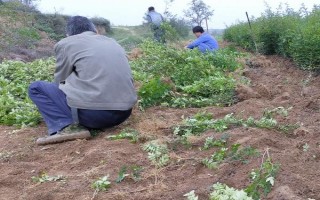 花椒樹苗什么時候種植，秋季8-9月份之間種植最佳