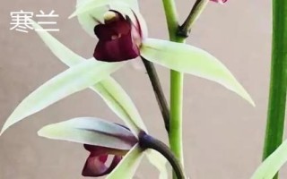 蘭花的品種，各自的習(xí)性有所差異