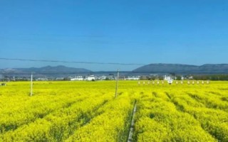 油菜農(nóng)歷什么時(shí)候播種，四月份或九月份播種