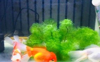金魚(yú)為什么沉底不動(dòng)，有以下9個(gè)常見(jiàn)原因
