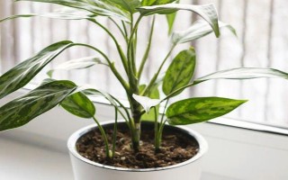 能否用椰糠種植白掌，保水和保肥性較好適合作為種植基質(zhì)