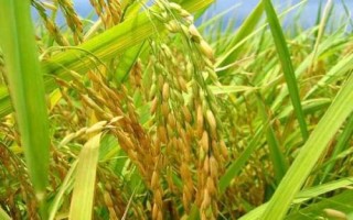 川康優(yōu)1245水稻種子特征特性，綜合防治病蟲害
