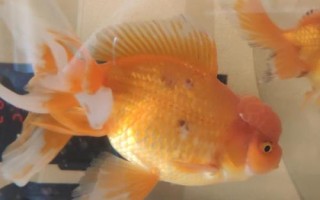 金魚魚尾變黑的原因，可能是水質(zhì)太差或腸炎導(dǎo)致的
