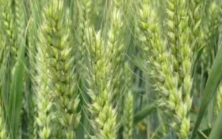 萬豐673小麥種子介紹，適宜播期為10月5日～15日