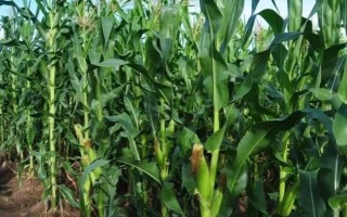 龍單266玉米種子特點，在適應(yīng)區(qū)5月10日左右播種