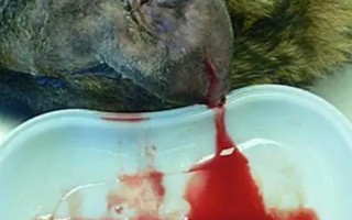 犬貓血腫臨床癥狀，多見(jiàn)于軟組織非開(kāi)放性損傷