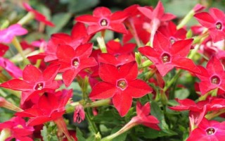煙草花幾點(diǎn)開放，在傍晚六點(diǎn)開花