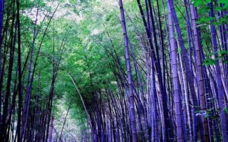 北方的大型竹子有哪些，常見的有毛竹、紫竹、金鑲玉竹等