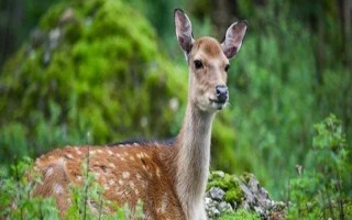 梅花鹿是不是保護動物，屬于我國一級保護動物