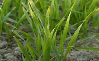 冬小麥半精量播種方法，造墑后按照3-5厘米的深度進(jìn)行機(jī)播