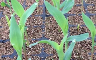 齊單838玉米種子特征特性，適宜密度為每畝4500株左右