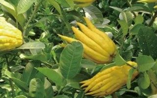 金佛手的價(jià)格，各地區(qū)的售價(jià)不等