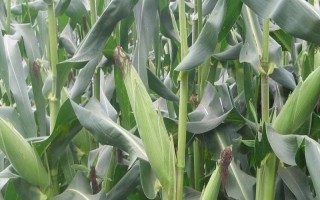 元華4號玉米種子特征特性，中高肥力畝保苗5500株