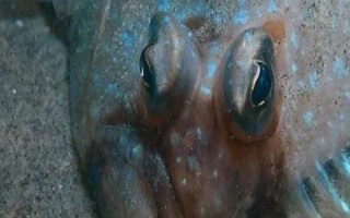 比目魚又叫什么魚，又被叫做鰈魚、偏口魚等