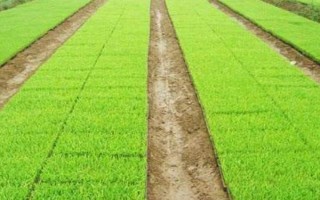 雅香優(yōu)郁香水稻種子介紹，秧田播種量每畝10—12千克