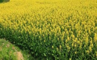 油菜高產(chǎn)技術(shù)，移栽前1天要澆透苗床水