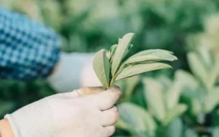 蠶豆什么時(shí)候掐頂，可以在五月份進(jìn)行