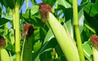 桂彩甜糯620玉米種子特點(diǎn)，注意防澇抗旱和病蟲害防治