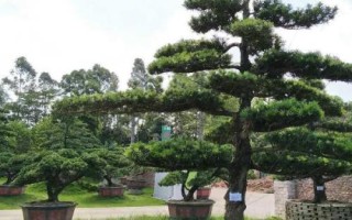 怎么養(yǎng)殖羅漢松，生長期每隔1-2個月追施一次肥料