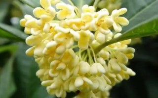 后院種桂花有何含義，無特殊含義可用來觀賞和乘涼