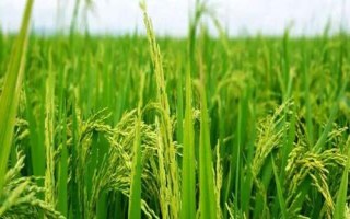天隆粳5號(hào)水稻種子介紹，常規(guī)粳稻品種